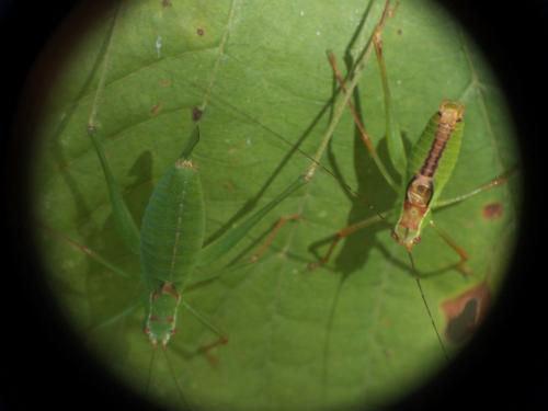 Leptophyes punctatissima